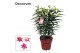 Lilium roselily zara decorum 