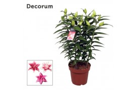 Lilium roselily zara decorum