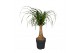 Beaucarnea recurvata Rechte Stam 
