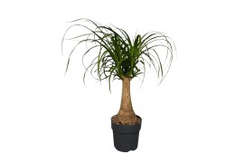 Beaucarnea recurvata Rechte Stam