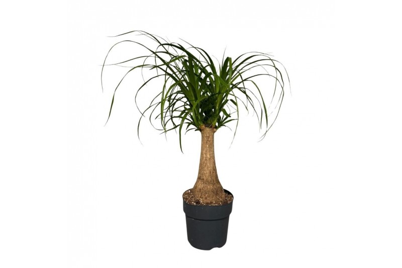 Beaucarnea recurvata Rechte Stam 