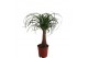 Beaucarnea recurvata Rechte Stam 