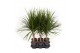 Dracaena marginata Dracaena Marginata 15cm stam P13 