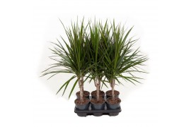Dracaena marginata Dracaena Marginata 15cm stam P13