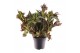 Begonia blad Begonia heracleifolia Vampire 3 pp 