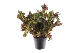 Begonia blad Begonia heracleifolia Vampire 3 pp