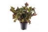 Begonia blad Begonia heracleifolia Vampire 3 pp
