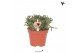 Rhipsalis cereuscula gold kolibri greens 