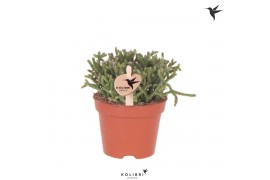 Rhipsalis cereuscula gold kolibri greens