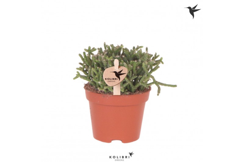 Rhipsalis cereuscula gold kolibri greens 