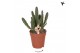 Stapelia leendertziae Kolibri Greens Stapelia Leendertziae 2 pp  cm di 