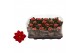 Kalanchoe rosalina don justino rood trayfolie 