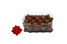 Kalanchoe rosalina don justino rood trayfolie