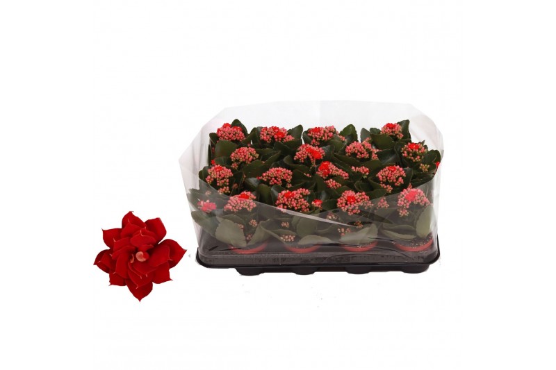 Kalanchoe rosalina don justino rood trayfolie 
