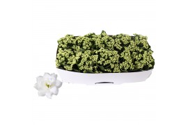 Kalanchoe rosalina don dione Traykraag