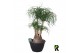 Beaucarnea recurvata vertakt 