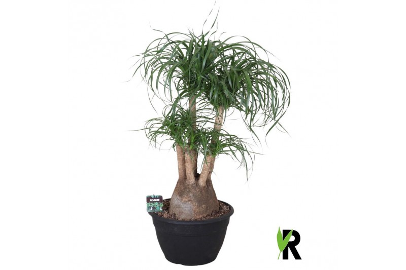 Beaucarnea recurvata vertakt 