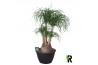 Beaucarnea recurvata vertakt