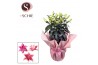Lilium oriental Roselily Pink RONDELLA
