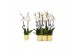 Phalaenopsis white world 2 tak - 14+ bloemen geel keramiek 