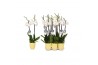 Phalaenopsis white world 2 tak - 14+ bloemen geel keramiek