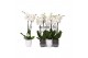Phalaenopsis white world 2 tak - 14+ bloemen mix keramiek 