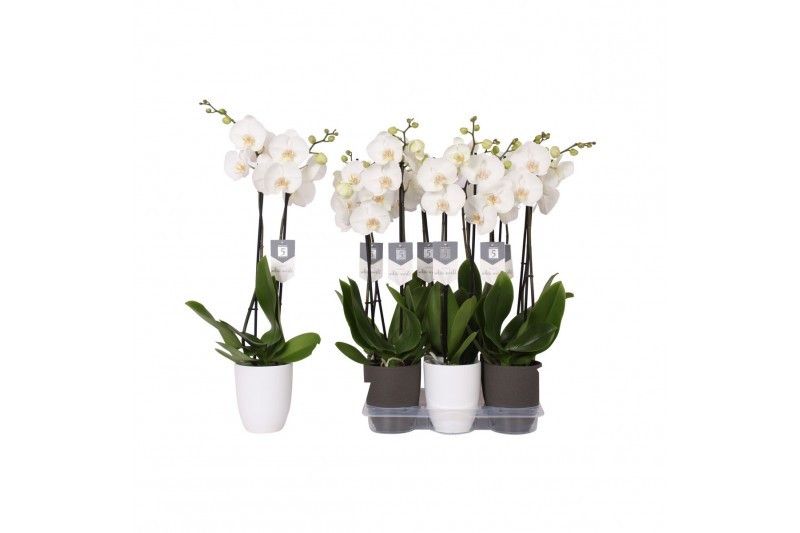 Phalaenopsis white world 2 tak - 14+ bloemen mix keramiek 