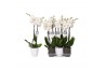 Phalaenopsis white world 2 tak - 14+ bloemen mix keramiek