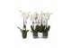 Phalaenopsis white world 2 tak - 14+ bloemen mix keramiek 