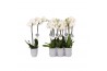 Phalaenopsis white world 2 tak - 14+ bloemen grijs keramiek