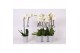 Phalaenopsis white world 2 tak - 14+ bloemen grijs keramiek 