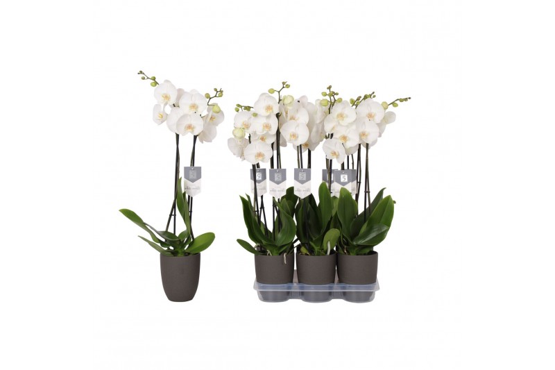 Phalaenopsis white world 2 tak - 14+ bloemen 