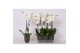 Phalaenopsis white world 2 tak - 14+ bloemen 