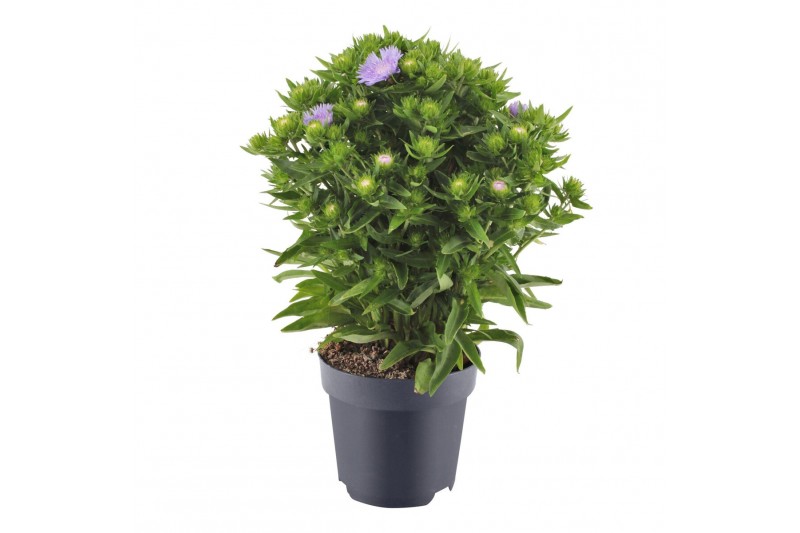 Stokesia laevis Mels Blue 