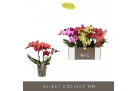 Phalaenopsis mix Tablo - Mix - 3 tak