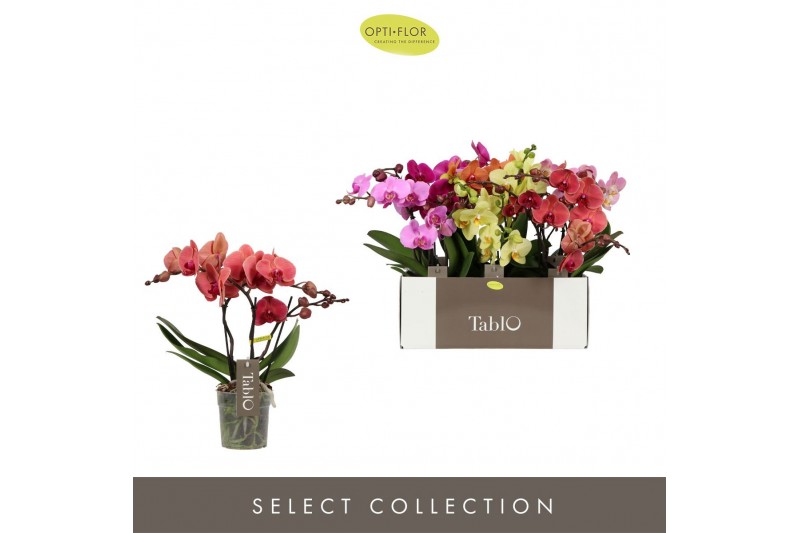 Phalaenopsis mix Tablo - Mix - 3 tak 