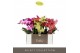 Phalaenopsis mix Tablo - Mix - 3 tak 