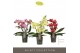 Phalaenopsis mix Tablo - Mix - 3 tak 