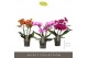 Phalaenopsis mix Tablo - Mix - 3 tak 