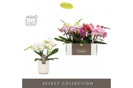 Phalaenopsis mix Tablo - Mix - 3 tak - Molise White Aquo