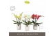 Phalaenopsis mix Tablo - Mix - 3 tak - Molise White Aquo 