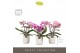 Phalaenopsis mix Tablo - Mix - 3 tak - Molise White Aquo 