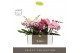Phalaenopsis mix Tablo - Mix - 3 tak - Molise White Aquo 