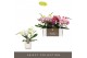 Phalaenopsis mix Tablo - Mix - 3 tak - Lazio White 