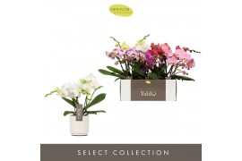 Phalaenopsis mix Tablo - Mix - 3 tak - Lazio White