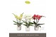 Phalaenopsis mix Tablo - Mix - 3 tak - Lazio White 