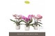 Phalaenopsis mix Tablo - Mix - 3 tak - Lazio White 