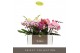 Phalaenopsis mix Tablo - Mix - 3 tak - Lazio White 