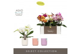 Phalaenopsis mix Tablo - Mix - 3 tak - Molise Mix Aquo