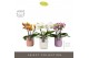 Phalaenopsis mix Tablo - Mix - 3 tak - Molise Mix Aquo 
